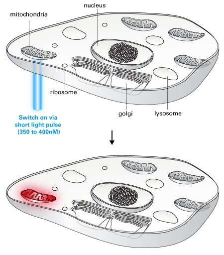 PAmCherry is easy to use: Activate PAmCherry in a specific cell or region of a cell, and then track your labeled and activated cells, organelles, or proteins of interest against a dark background