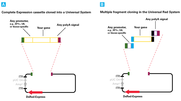 The universal Adeno-X adenoviral expression systems contain vectors that lack a promoter and polyA signal in the cloning site
