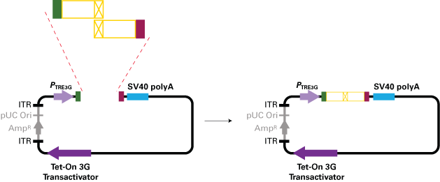 Adeno-X adenoviral system 3 (Tet-On 3G Inducible)