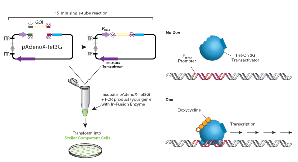 The Adeno-X Adenoviral System 3 (Tet-On 3G Inducible) allows inducible gene expression only in the presence of doxycycline