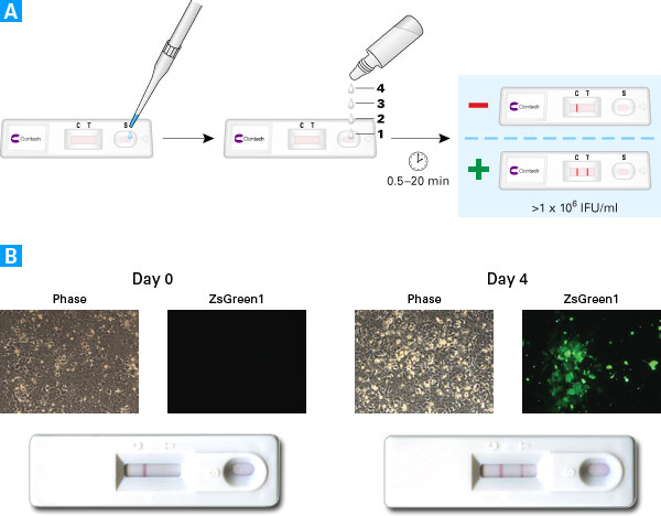 Early detection of adenovirus during rescue