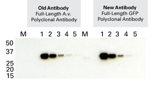 The new Full-Length GFP Polyclonal Antibody provides equivalent performance to our previous Full-Length A.v. Polyclonal Antibody