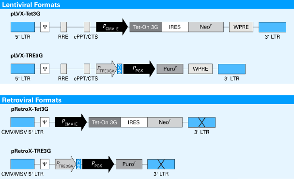 Vector formats for lentiviral (pLVX) and retroviral (pRetroX) Tet-On 3G tetracycline inducible expression systems