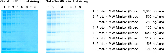 Using TaKaRa CBB Protein Safe Stain to stain a 12% SDS-PAGE gel