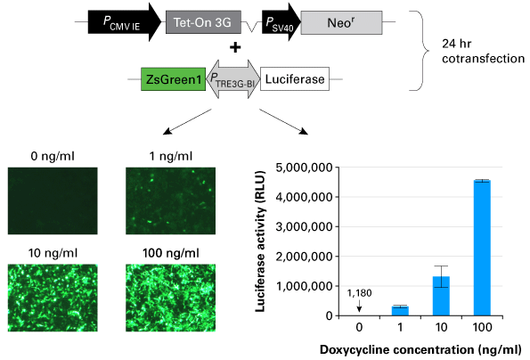 Doxycycline-regulated expression of two genes