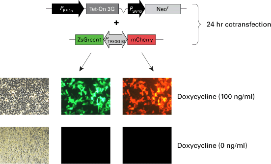PTRE3G-BI inducible bidirectional promoter shows equivalent induced expression of two genes