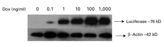 Inducible expression of luciferase using transduced MMLV retrovirus