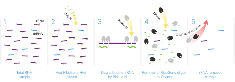 RiboGone - Mammalian is specifically designed to work with low input RNA samples containing between 10–100 ng of full-length or degraded total RNA