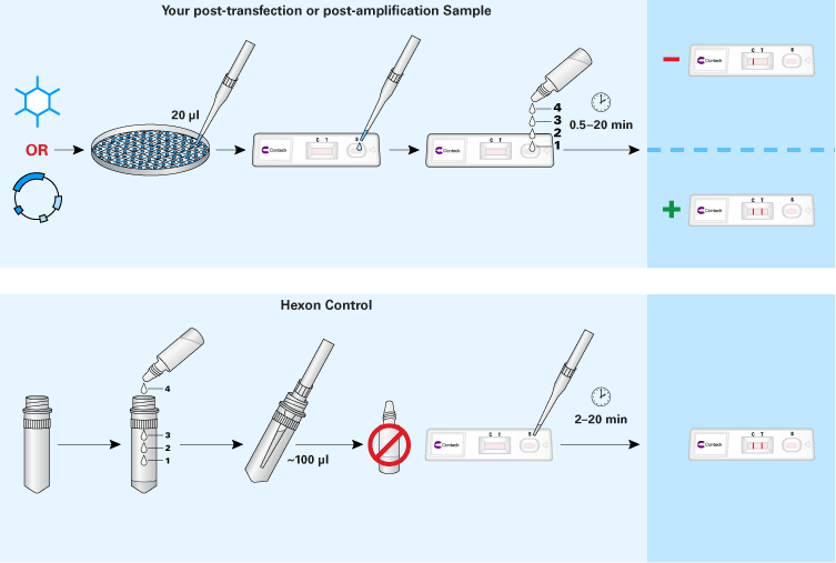 Use Adeno-X GoStix to instantly confirm the presence of adenovirus in cell culture supernatants or lysates