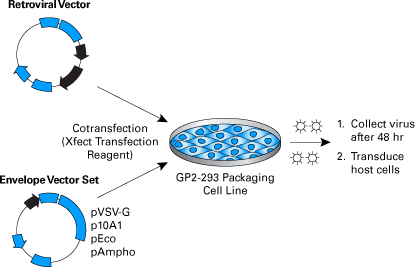 Schematic for retroviral packaging using Retro-X Universal Packaging System