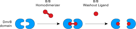 B/B Washout Ligand can be used to disrupt protein interactions that were induced by the B/B Homodimerizer