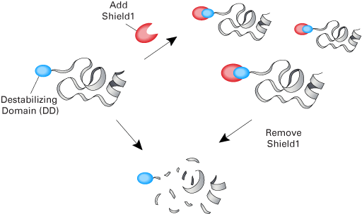 Ligand-dependent, targeted and reversible protein stabilization