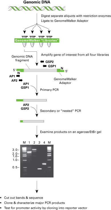 The Universal GenomeWalker 2.0 method
