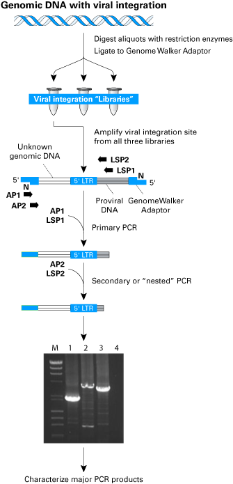 Flow chart of the Lenti-X integration site analysis protocol