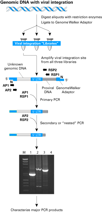 Flow chart of the Retro-X integration site analysis protocol
