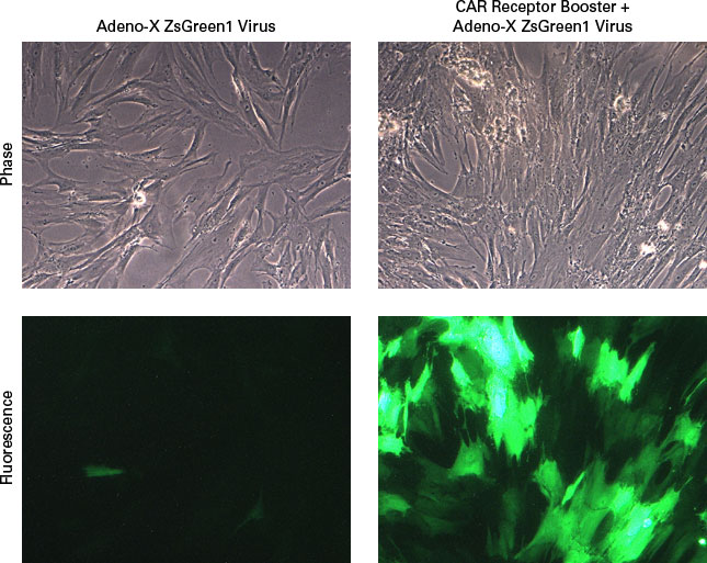 Human mesenchymal stem cells (hMSCs) that are normally resistant to transduction by adenovirus vectors are rendered susceptible by treatment with the CAR Receptor Booster