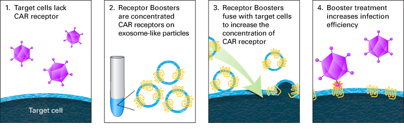 CAR Receptor Boosters are concentrated exosome-like vesicles that are applied to your target cells prior to infection with adenovirus