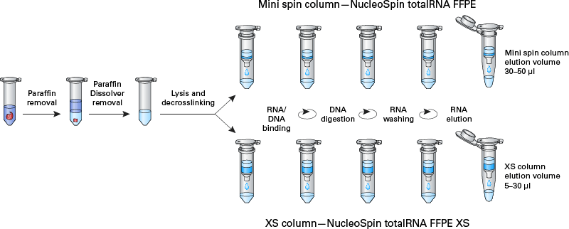 The NucleoSpin totalRNA FFPE and NucleoSpin totalRNA FFPE XS procedures are the same for both kits