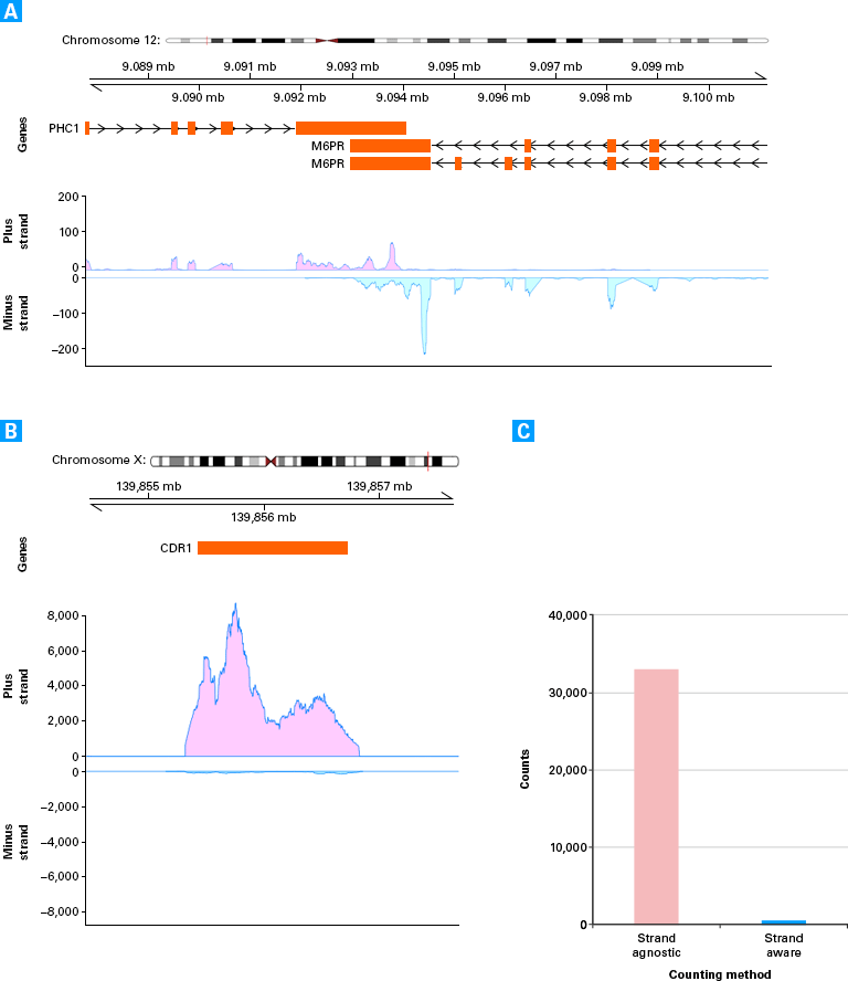 Distinguishing overlapping and antisense transcripts with the SMARTer Stranded RNA-Seq Kit
