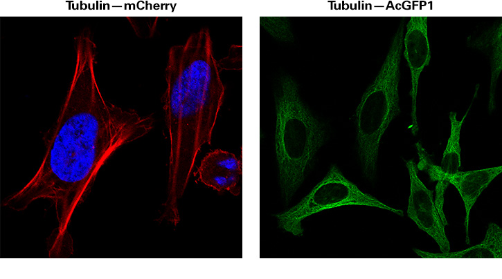 Fluorescent labelling of tubulin in mammalian cells