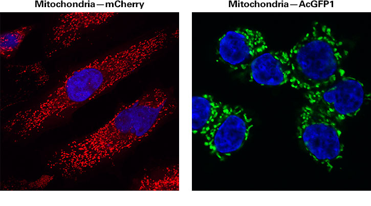 Visualizing mitochondria in mammalian cells using mCherry or AcGFP1 fluorescent proteins