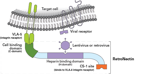 RetroNectin reagent is a recombinant human fibronectin fragment that contains three functional domains: the cell-binding domain (C-domain), the heparin-binding domain (H-domain), and the CS-1 sequence