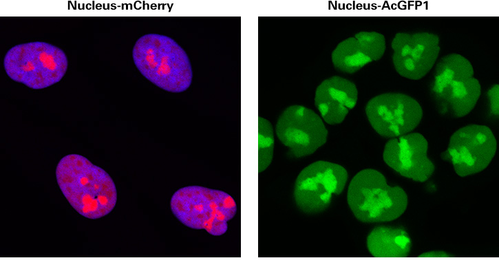 The nuclei of HCT116 cells visualized using recombinant lentivirus expressing AcGFP1 or mCherry fluorescent proteins fused to a nuclear localization signal (Cat. Nos. 0016VCT or 0023VCT, respectively)