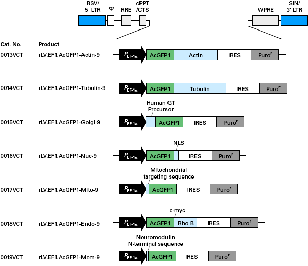 Map schematics of expression cassettes contained in particles for labeling subcellular compartments (e.g. actin, tubulin, mitochondria, etc.) with AcGFP1 fluorescent protein
