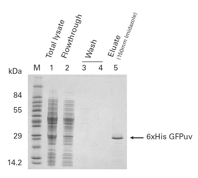 Purification of 6xHis-GFPuv under denaturing conditions using TALON resin