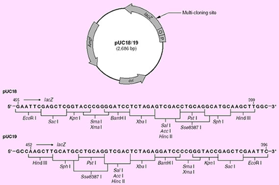 pUC18/19 Type Vector Map