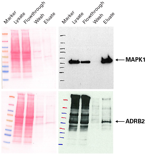 Purification of 6xhis-tagged proteins expressed in mammalian cells