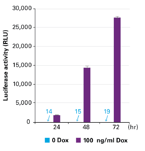 Different induction times of luciferase after transduction with TetOne-Luc Control AAV