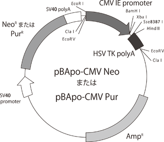 Vector map of pBApo-CMV Neo and pBApo-CMV Pur