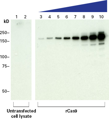 The sensitivity of Cas9 polyclonal antibody assessed by Western blot