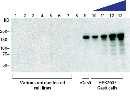 The specificity of Cas9 polyclonal antibody assessed by Western blot