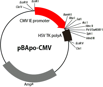 Vector map of pBApo-CMV