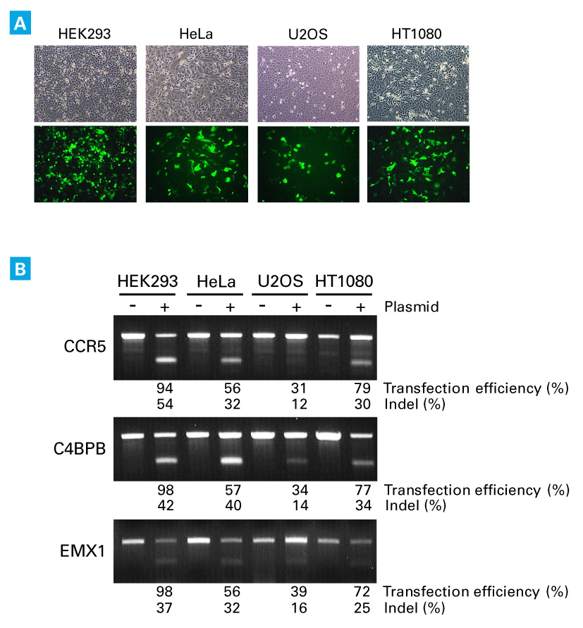 Genomic DNA modifications introduced using the pGuide-it-ZsGreen1 plasmid