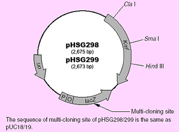 pHSG Vector Map