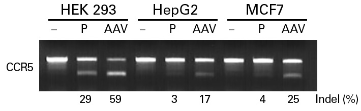 The AAVpro CRISPR/Cas9 system results in more mutations than transfection, especially in hard-to-transfect cell lines