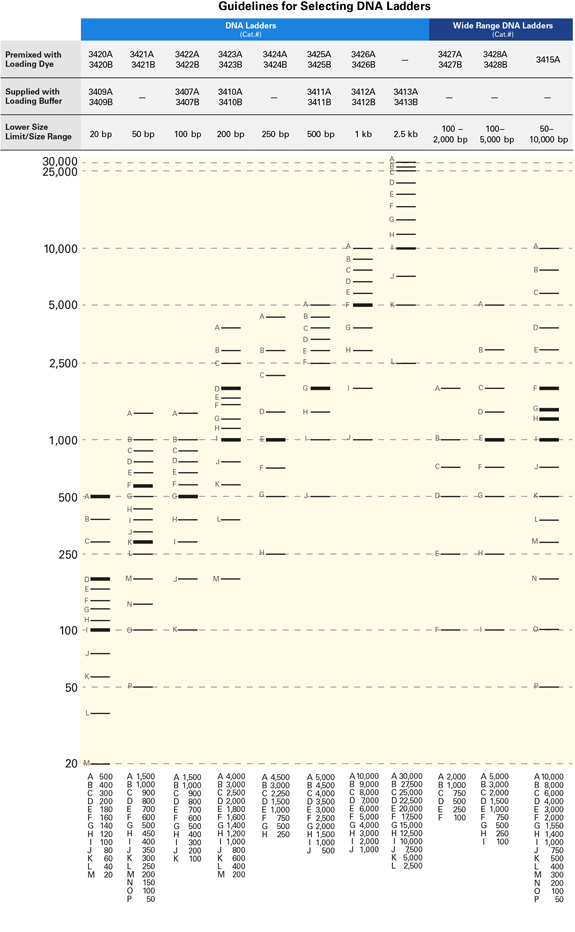 Guidelines for selecting DNA ladders