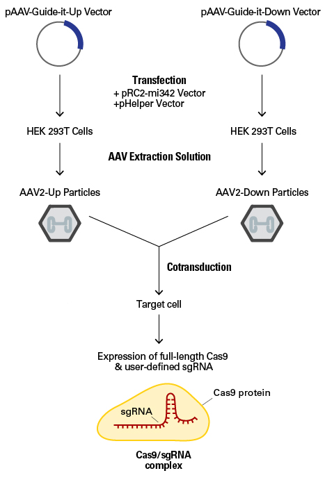 Production of full-length Cas9 and sgRNA