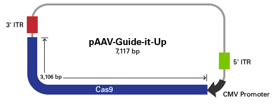 Vector map of pAAV-Guide-it-Up