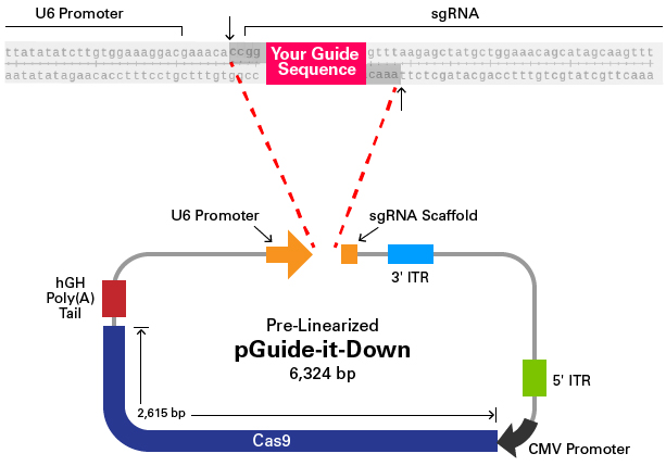 Vector map of pAAV-Guide-it-Down