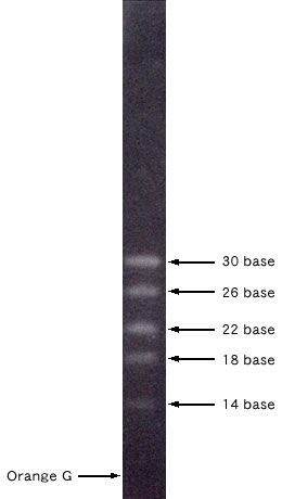 Visualization of 14-30 ssRNA Ladder Marker by Electrophoresis An aliquot of the 14-30 ssRNA Ladder Marker was resolved on a 15% acrylamide gel and stained with SYBR Green II to visualize the RNAs