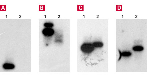 Differences in gene content between unrelated H. pylori strains
