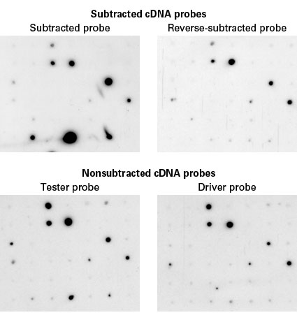 The PCR-Select Differential Screening Kit detects rare, differentially expressed cDNAs