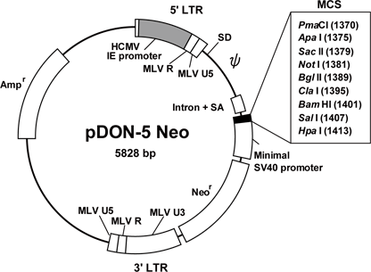 Vector map for pDON-5 Neo