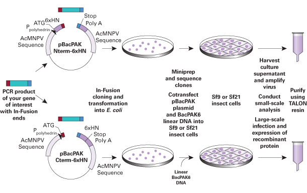 The In-Fusion Ready BacPAK Vector Set and Baculovirus Expression System