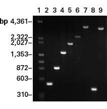 Amplification with Advantage HD Polymerase using a single PCR cycling condition