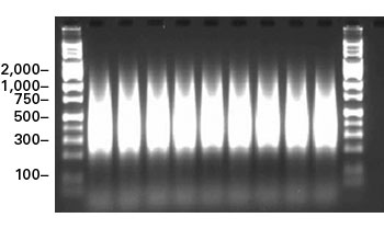 PCR products
